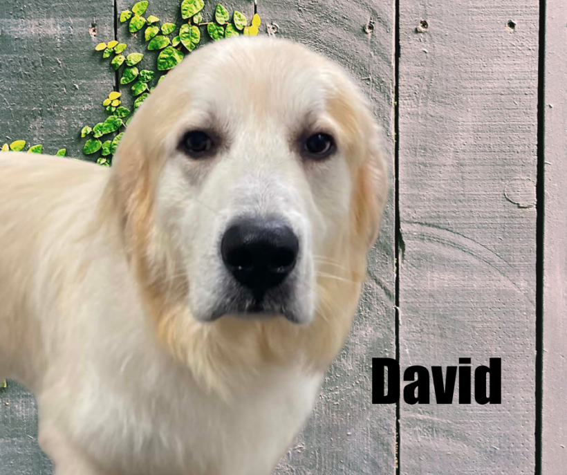 David