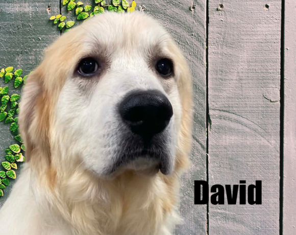 David