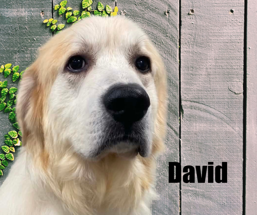 David