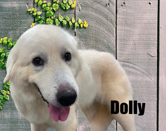 Dolly