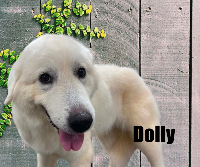 Dolly
