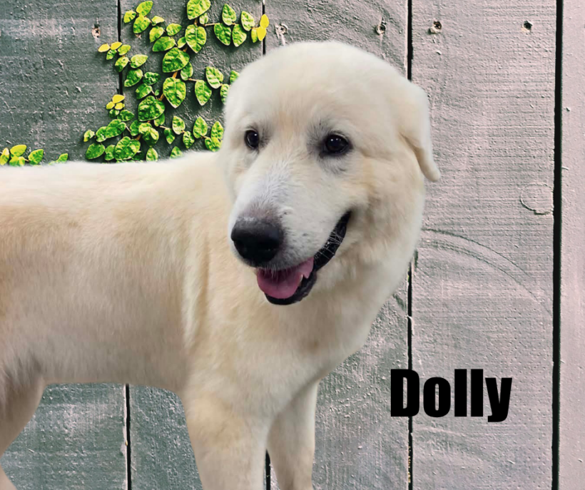 Dolly
