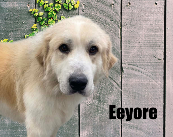 Eeyore