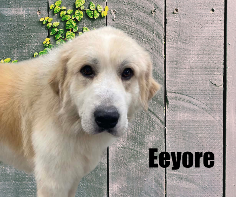 Eeyore Eeyore