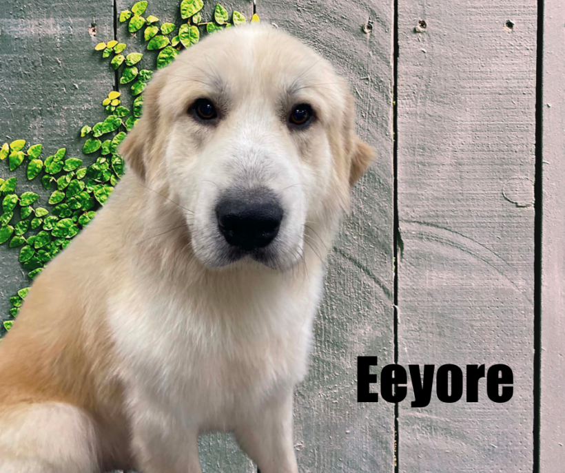 Eeyore Eeyore