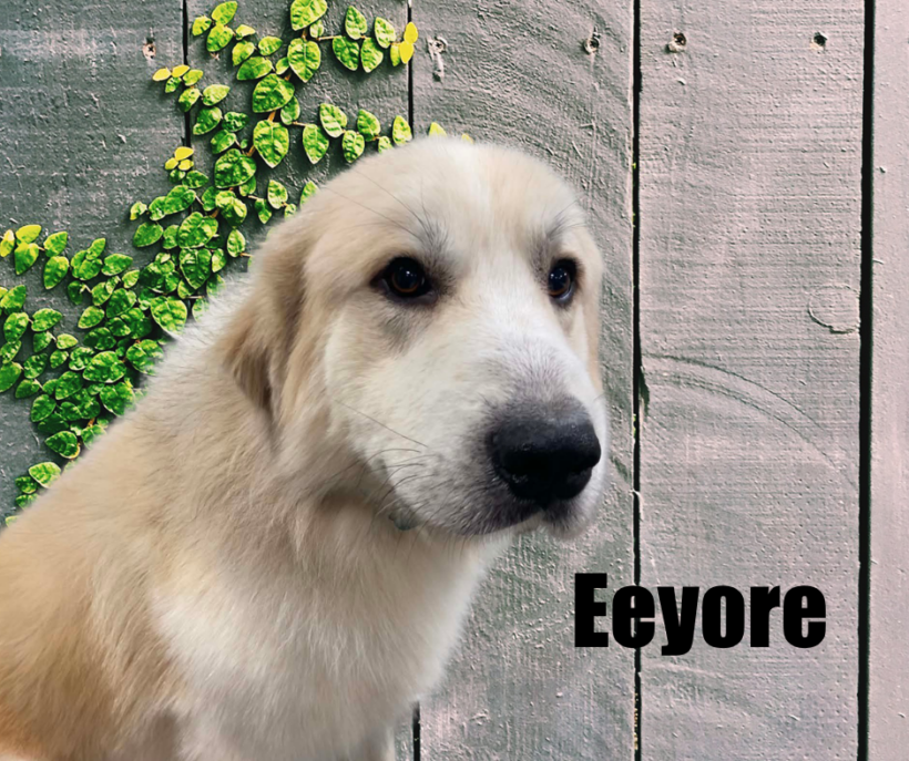 Eeyore Eeyore