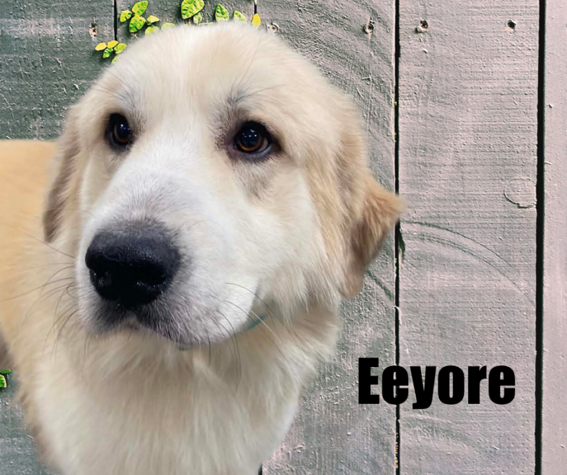 Eeyore Eeyore