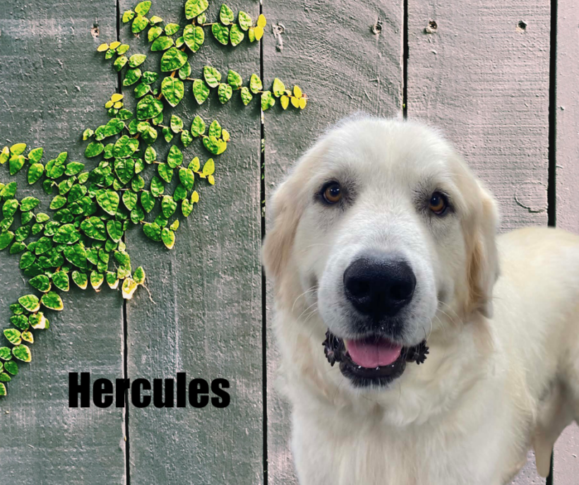 Hercules