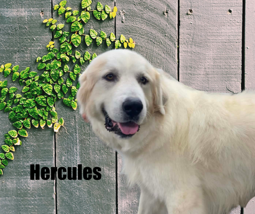 Hercules