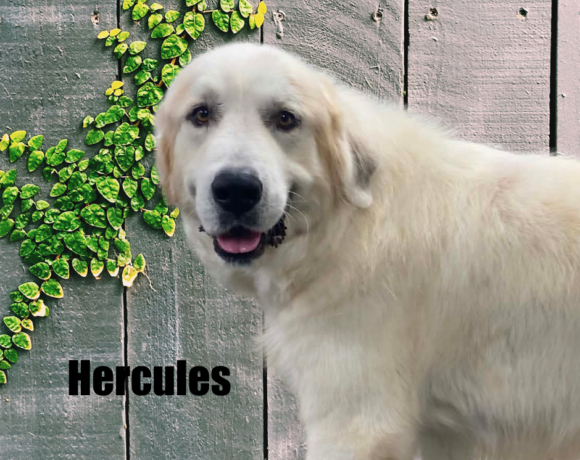 Hercules Hercules