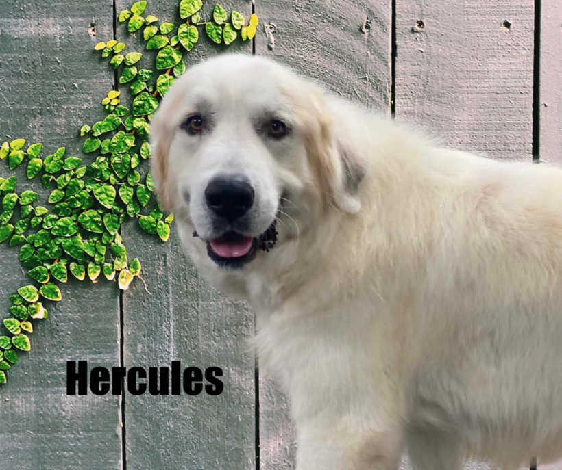 Hercules