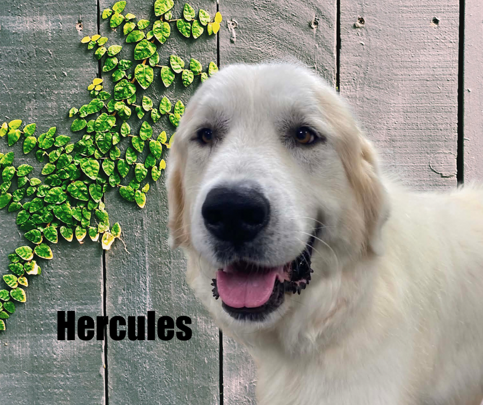 Hercules Hercules