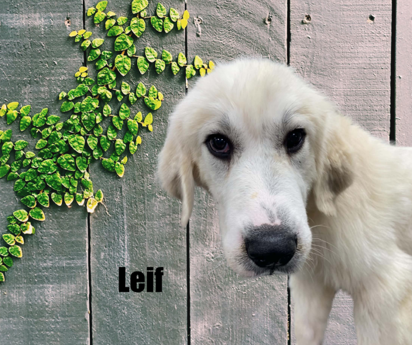 Autumn & Leif