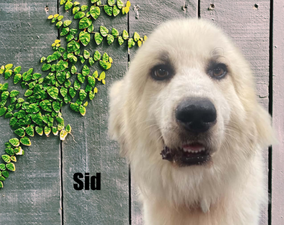 Sid Sid
