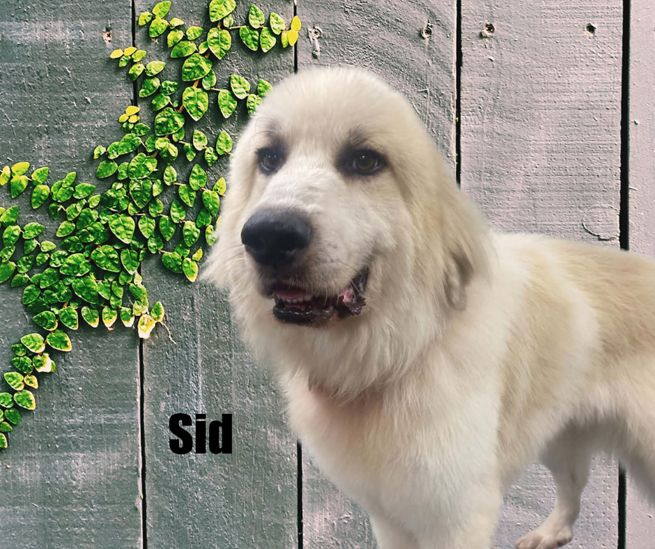 Sid Sid