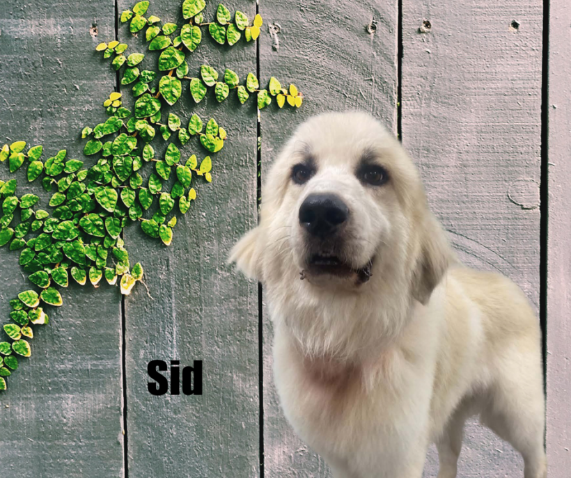 Sid