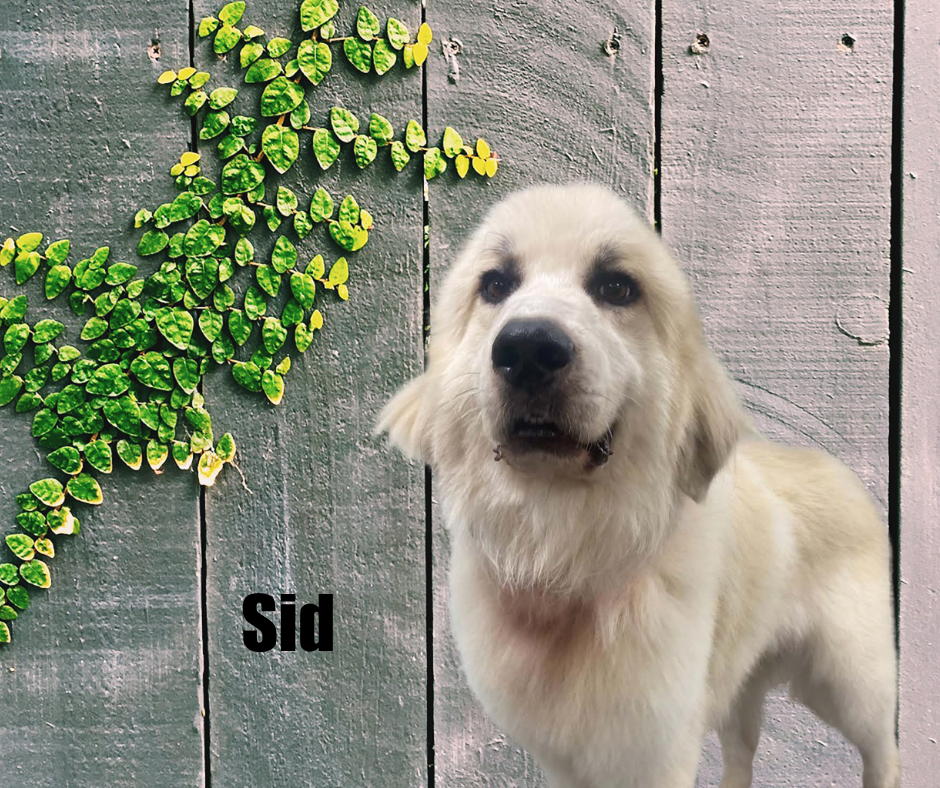 Sid Sid