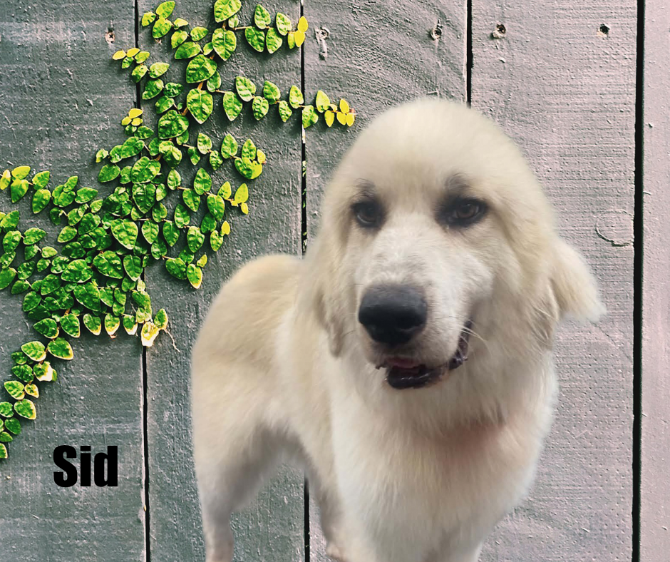 Sid Sid