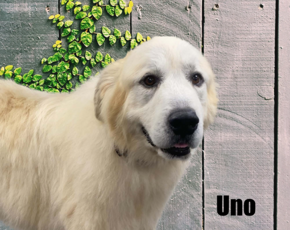 Uno