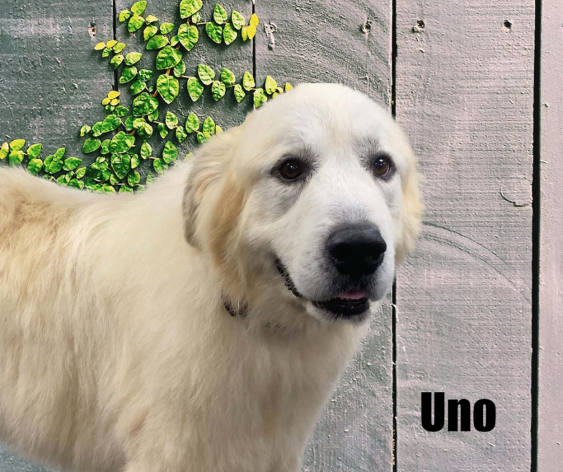 Uno Uno