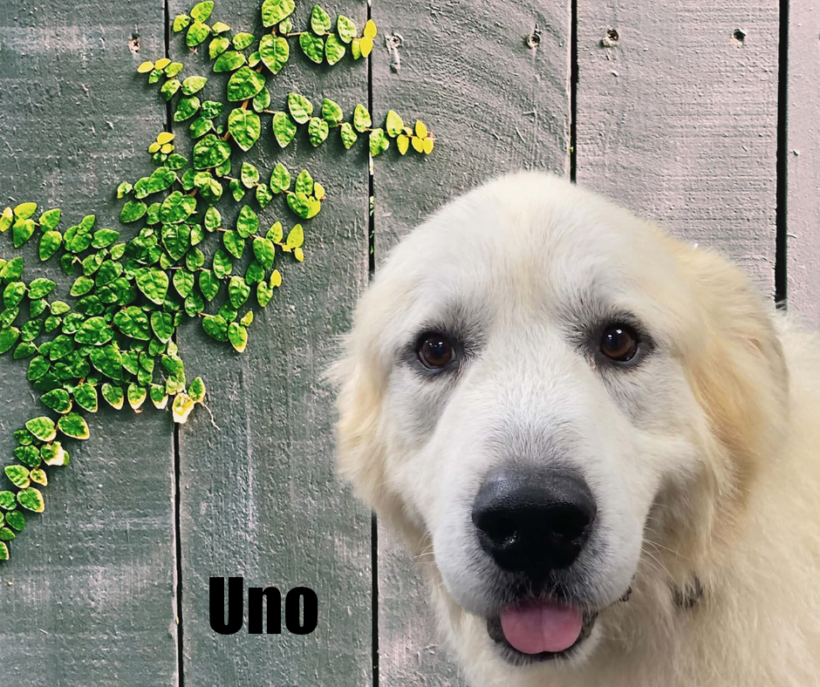 Uno Uno