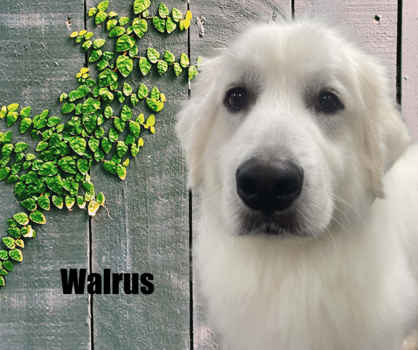 Walrus Walrus