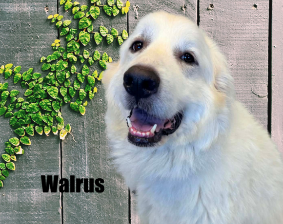 Walrus