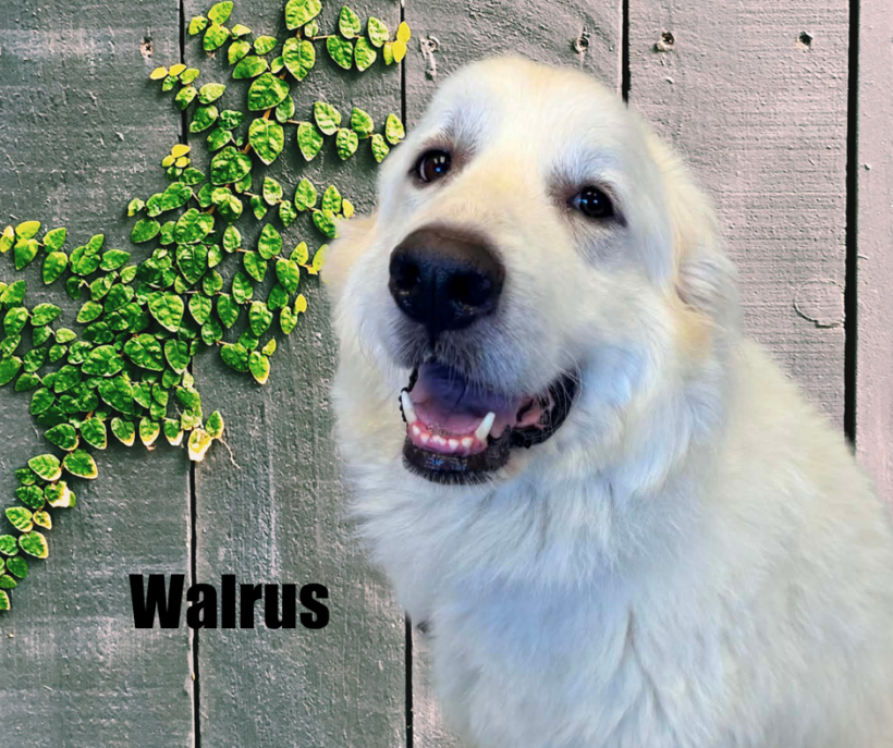 Walrus Walrus