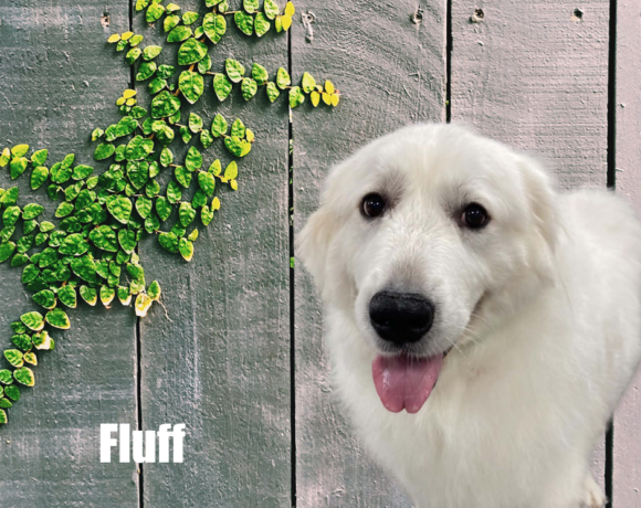 Fluff