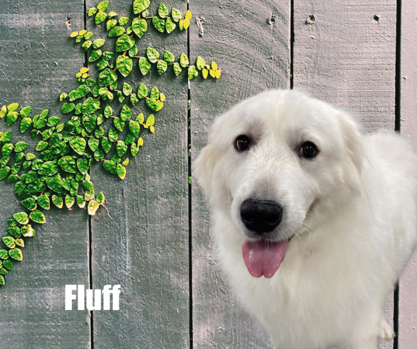 Fluff Fluff