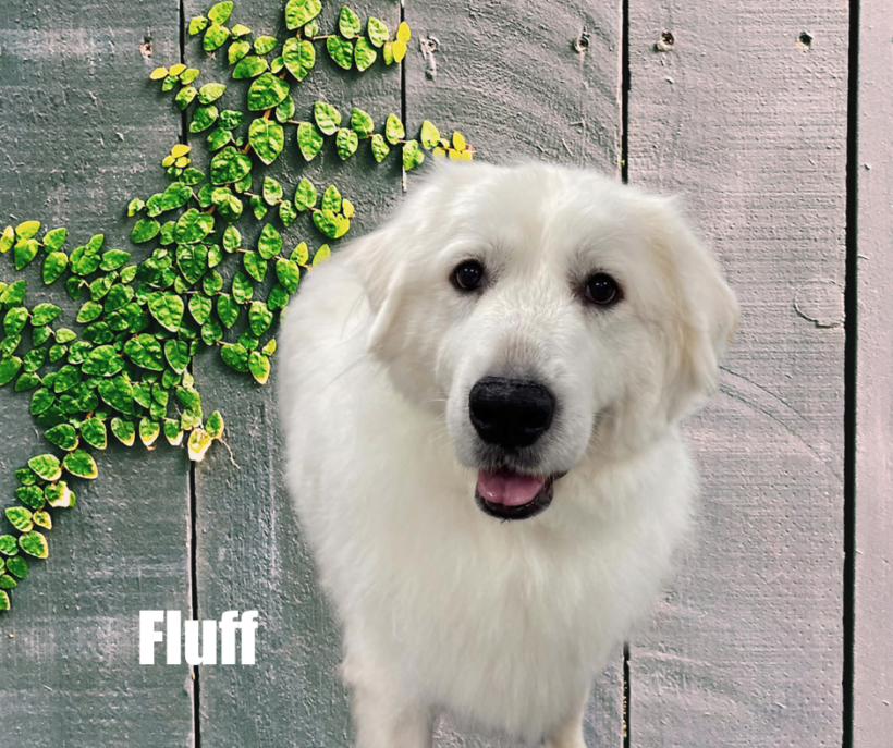 Fluff Fluff