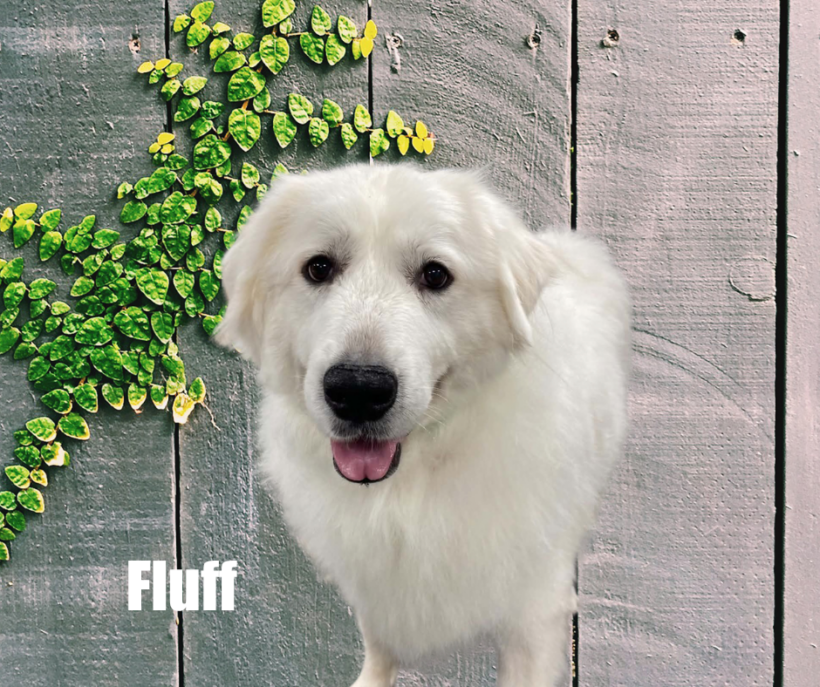 Fluff Fluff