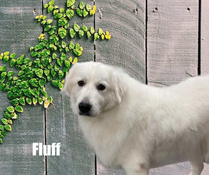 Fluff Fluff